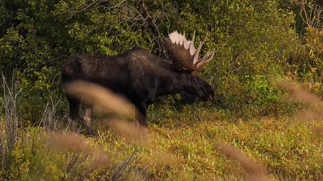 Bull moose stands at a forest edge on a windy day sniffing ground