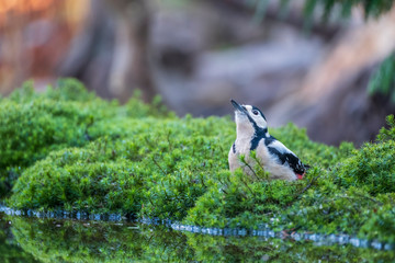 spotted woodpecker sits in the moss on the waterfront and drinks water