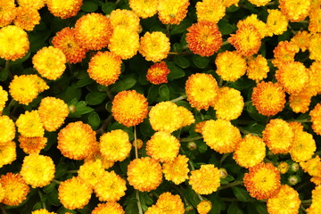 Yellow Chrysanthemum Flowers Blooming in Fall