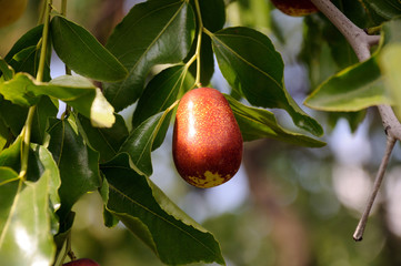 jujube fruits on a tree on a background of green leaves