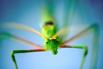 green grasshopper from greece