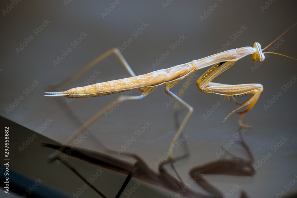 Wall mural walking stick greece