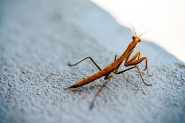 walking stick greece