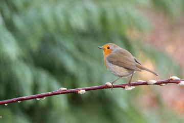 little robin sits on a branch and looks around alertly