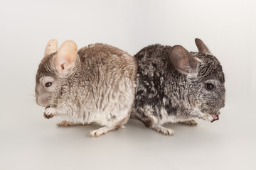 Chinchilla rodent domestic pet animal