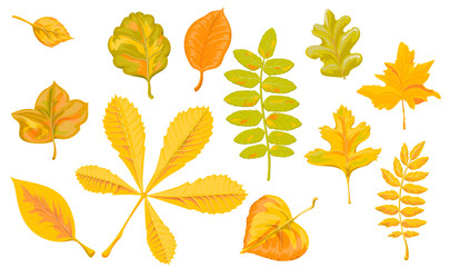 Obraz premium Set of cartoon vector images of tree leaves from 12 pieces.