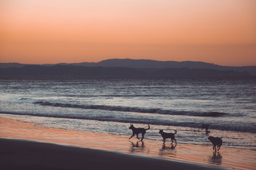 Many dogs running and playing in the sea at sunset