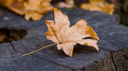 Dry maple leaf on old stump in forest_