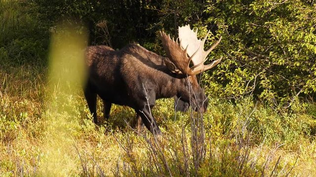 Bull moose walking in a meadow during golden hour in Colorado
