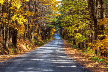 Fototapeta na wymiar country road in autumn forest