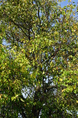 Sonniger Pflaumenbaum im Herbst