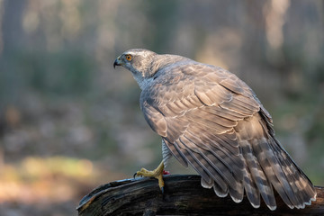 bird of prey sits on a branch and looks around alertly
