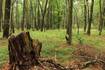 Der naturbelassene Wald