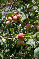 red apples on a tree
