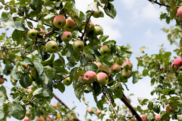 red apples on a tree