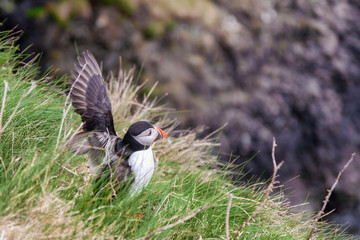 puffin on staffa island scotland
