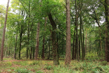 Der naturbelassene Wald