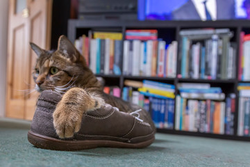 striped cat with large furry paw on shoe
