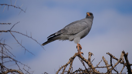 Pale chanting goshawk in Central Kalahari Game Reserve