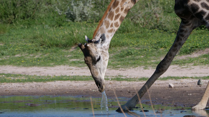 Giraffe drinking from a waterpool