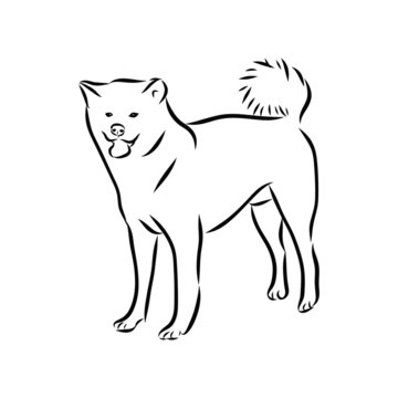 vector image of dog, Akita dog sketch 