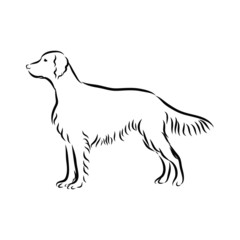 black silhouette of a dog, Irish setter sketch 