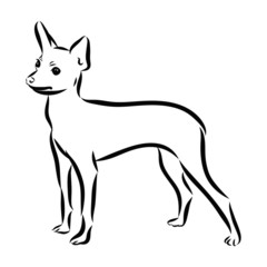 vector image of a dog, toy terrier sketch 