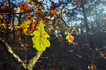 Sunlit oak leaf during autumn in Poland.