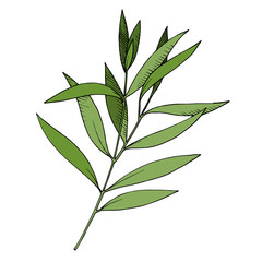 Vector Eucalyptus leaves branch. Black and white engraved ink art. Isolated branches illustration element.