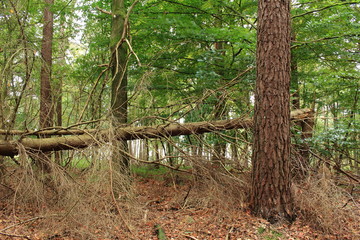 Der naturbelassene Wald
