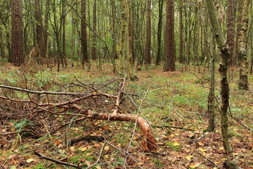 Der naturbelassene Wald