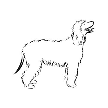 vector image of a dog, poodle sketch 