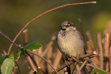 Portrait House sparrow (passer domesticus) perched on bush in germany