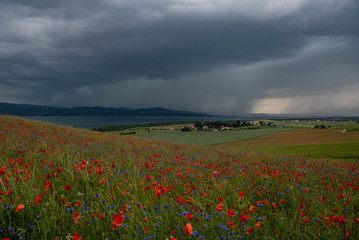 coquelicots à Concise VD