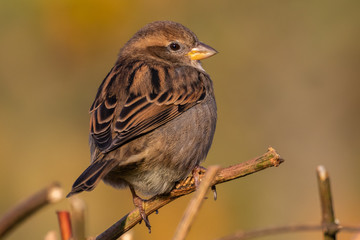 Portrait of House sparrow (passer domesticus) perched on bush