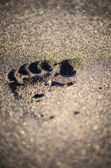 foot mark 