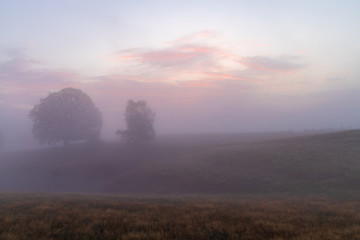 Trees in foggy morning with colorful sky