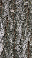 Tree bark texture. Natural backgrounds. tree. A close up view of the bark of a tree.