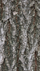 Fototapeta premium Tree bark texture. Natural backgrounds. tree. A close up view of the bark of a tree.