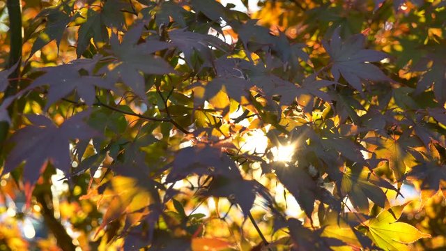 Slow moving left golden leaves silhouetted by sun