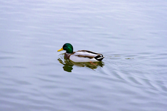 Single brown wild male mallard duck swimming on the water on the background of the water surface