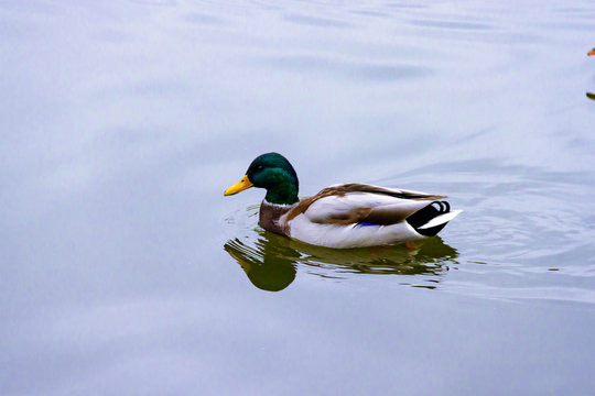 Single brown wild male mallard duck swimming on the water on the background of the water surface