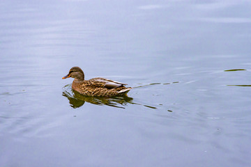 Single brown wild female mallard duck swimming on the water on the background of the water surface