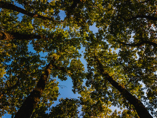 Tall deciduous trees, with their heads up, are photographed from a lower angle on an autumn sunny day under a blue cloudless sky.