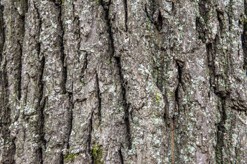 Bark of a tree pattern. Abstract pattern with texture dark tree bark. Grunge background of dark wooden texture.