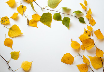 Autumn leaves of birch on white background