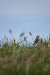les oiseaux