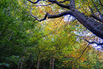 Carvalho no outono, com copa coberta de folhas verdes, amarelas e vermelhas