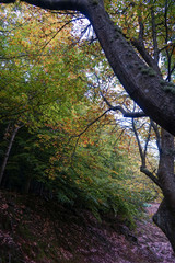 Tronco de carvalho no outono copa verde e amarela 
