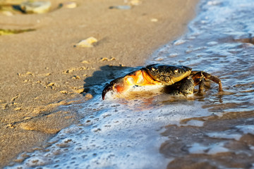 Carcinus maenas.live crab on a tropical beach. crab hiding in the sand at high tide,Small Crab on the seashore. Goes through the sand.